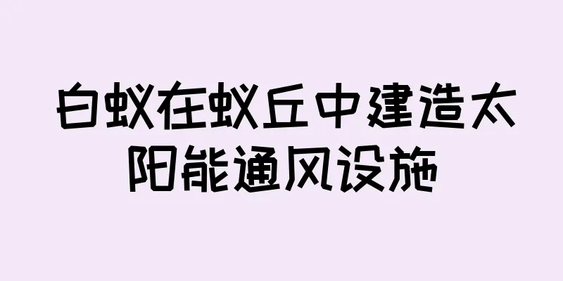 白蚁在蚁丘中建造太阳能通风设施