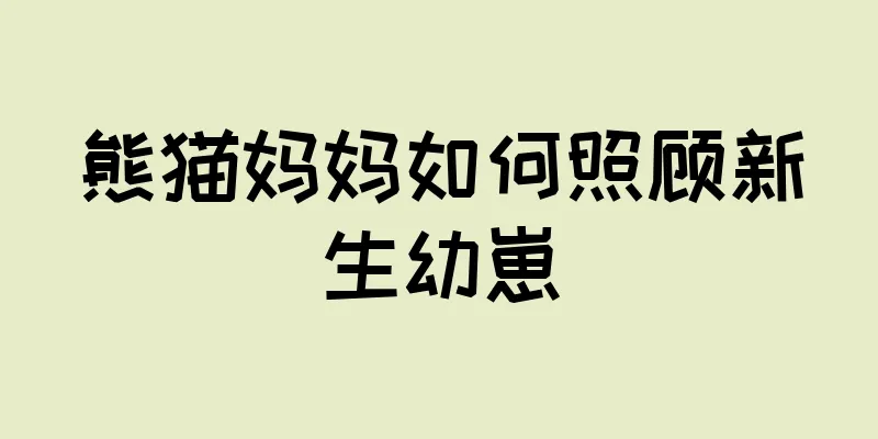 熊猫妈妈如何照顾新生幼崽
