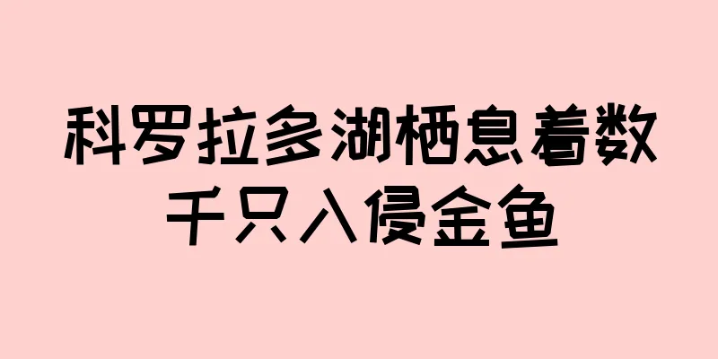 科罗拉多湖栖息着数千只入侵金鱼