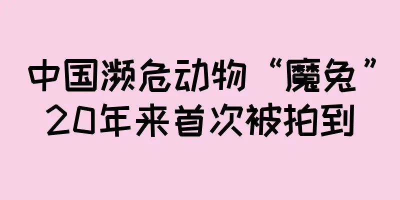 中国濒危动物“魔兔”20年来首次被拍到