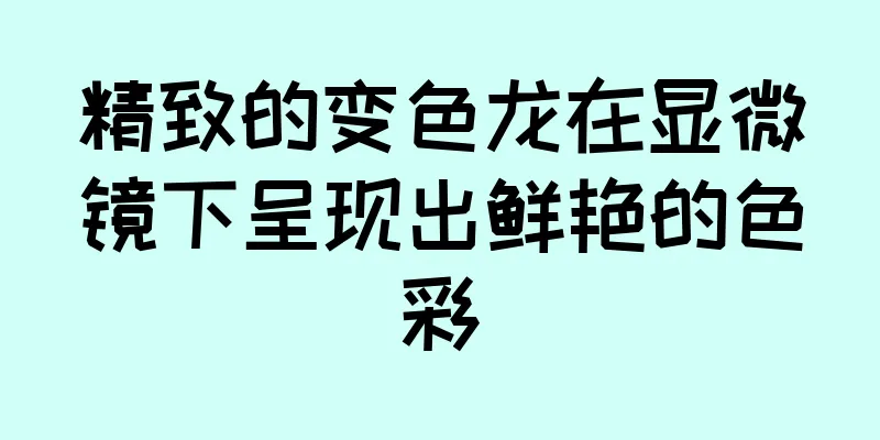 精致的变色龙在显微镜下呈现出鲜艳的色彩