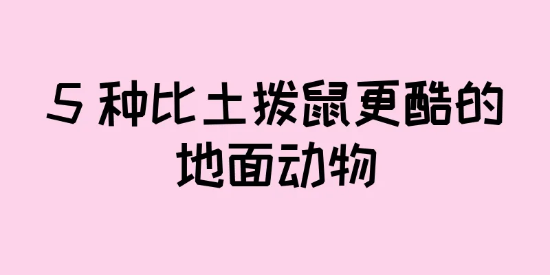 5 种比土拨鼠更酷的地面动物