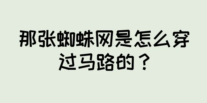 那张蜘蛛网是怎么穿过马路的？