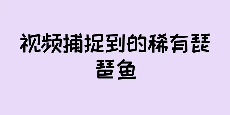视频捕捉到的稀有琵琶鱼