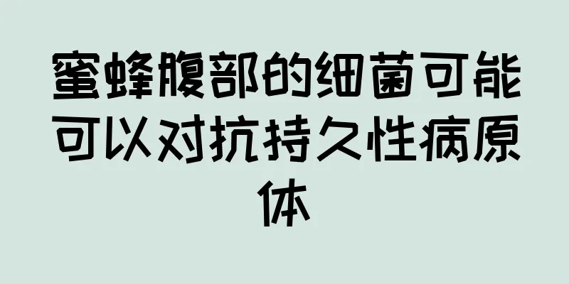 蜜蜂腹部的细菌可能可以对抗持久性病原体