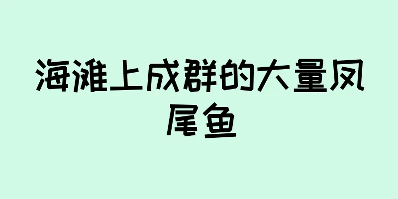 海滩上成群的大量凤尾鱼