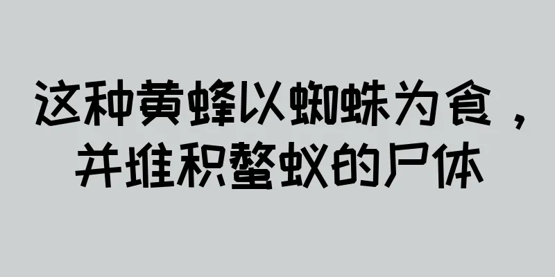 这种黄蜂以蜘蛛为食，并堆积螫蚁的尸体