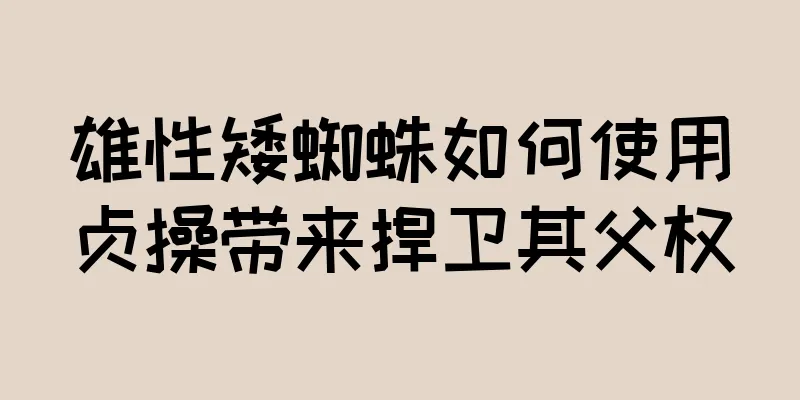 雄性矮蜘蛛如何使用贞操带来捍卫其父权