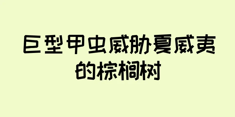 巨型甲虫威胁夏威夷的棕榈树