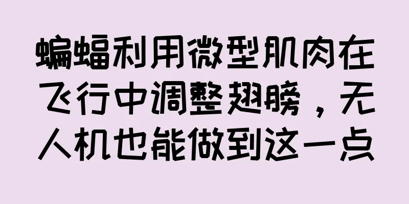 蝙蝠利用微型肌肉在飞行中调整翅膀，无人机也能做到这一点