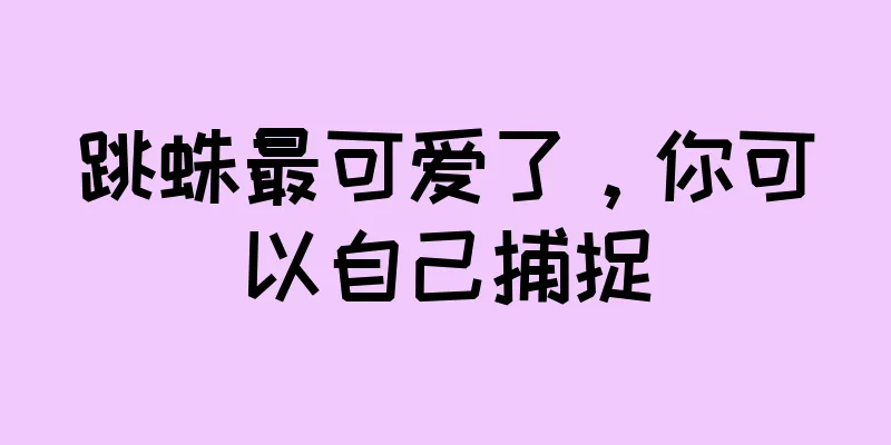 跳蛛最可爱了，你可以自己捕捉