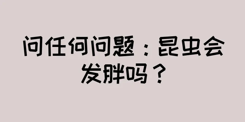 问任何问题：昆虫会发胖吗？