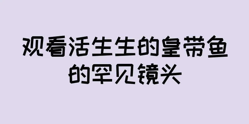 观看活生生的皇带鱼的罕见镜头