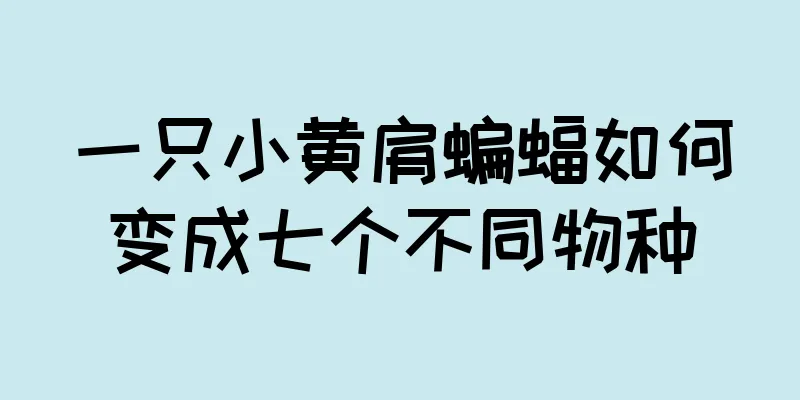 一只小黄肩蝙蝠如何变成七个不同物种