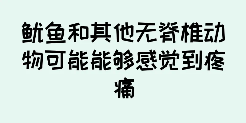 鱿鱼和其他无脊椎动物可能能够感觉到疼痛