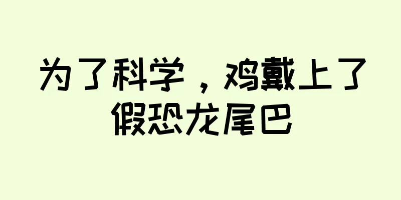 为了科学，鸡戴上了假恐龙尾巴