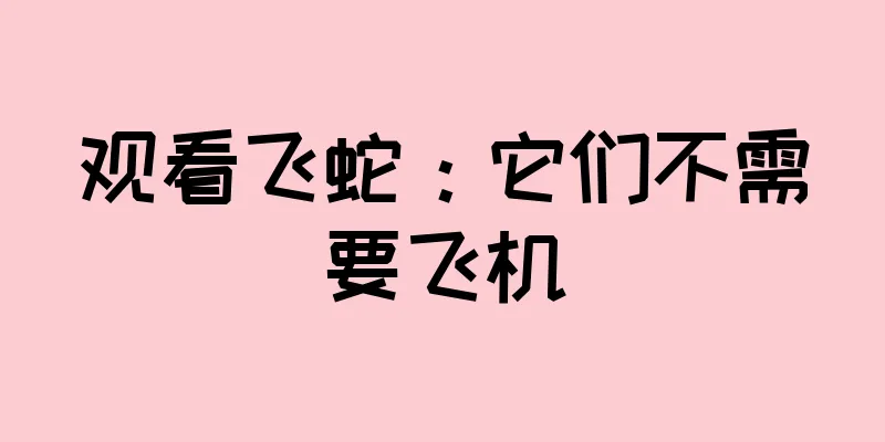 观看飞蛇：它们不需要飞机