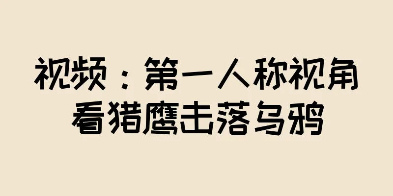 视频：第一人称视角看猎鹰击落乌鸦