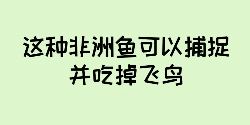 这种非洲鱼可以捕捉并吃掉飞鸟