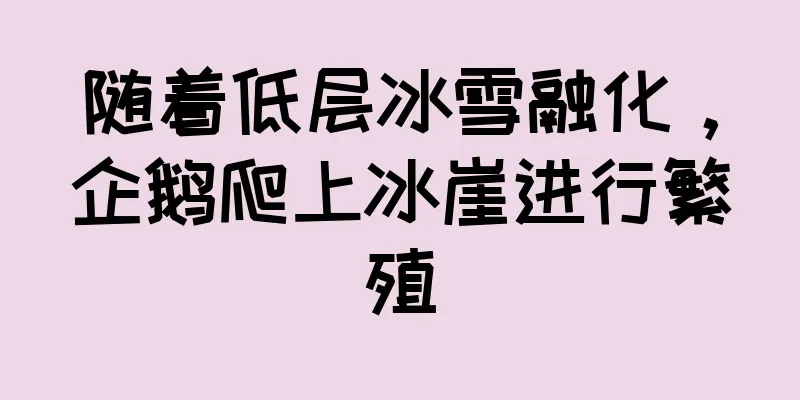 随着低层冰雪融化，企鹅爬上冰崖进行繁殖