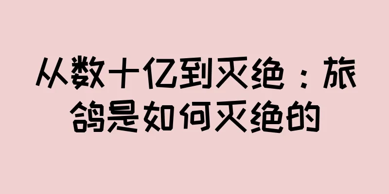 从数十亿到灭绝：旅鸽是如何灭绝的