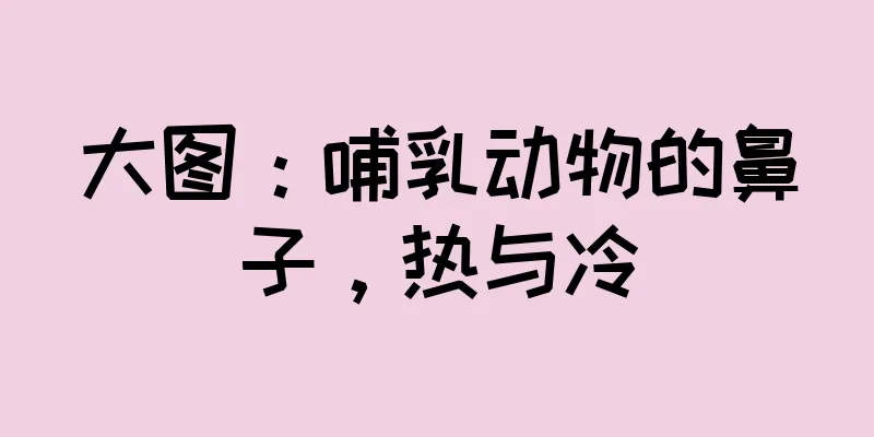大图：哺乳动物的鼻子，热与冷