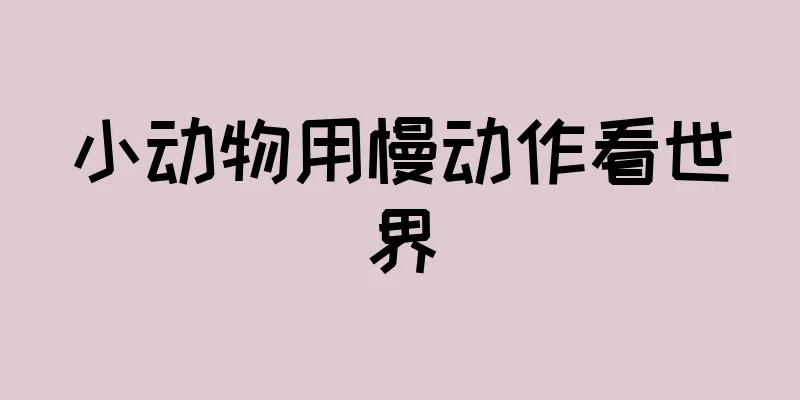 小动物用慢动作看世界