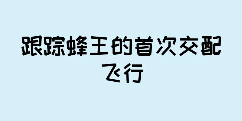 跟踪蜂王的首次交配飞行