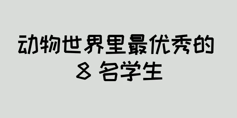 动物世界里最优秀的 8 名学生