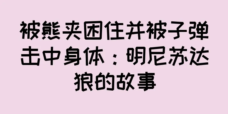 被熊夹困住并被子弹击中身体：明尼苏达狼的故事