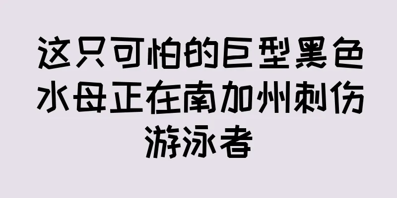 这只可怕的巨型黑色水母正在南加州刺伤游泳者