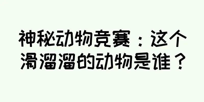 神秘动物竞赛：这个滑溜溜的动物是谁？