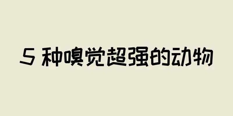 5 种嗅觉超强的动物