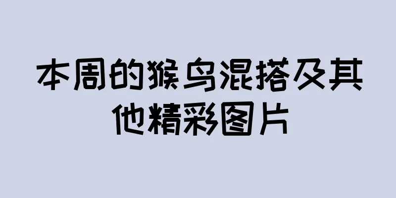 本周的猴鸟混搭及其他精彩图片