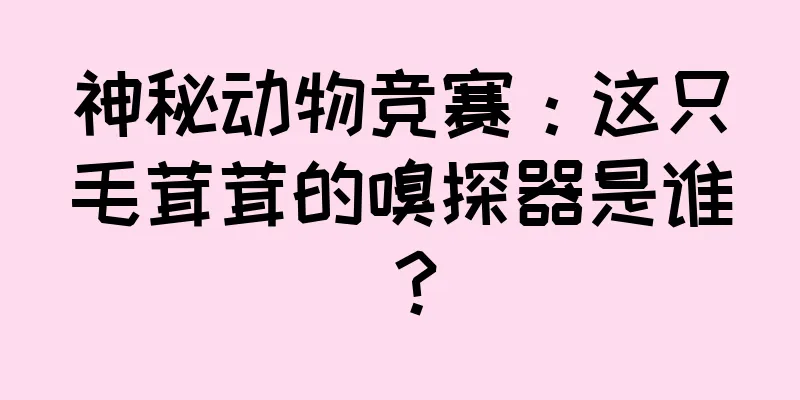 神秘动物竞赛：这只毛茸茸的嗅探器是谁？