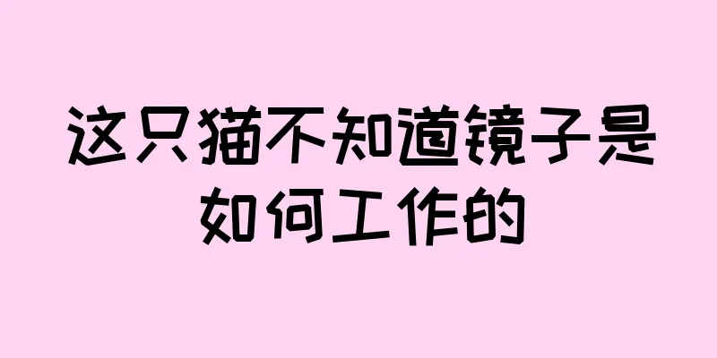 这只猫不知道镜子是如何工作的