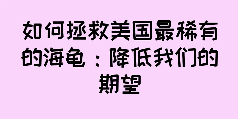 如何拯救美国最稀有的海龟：降低我们的期望