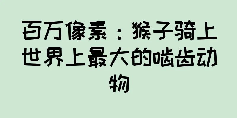 百万像素：猴子骑上世界上最大的啮齿动物