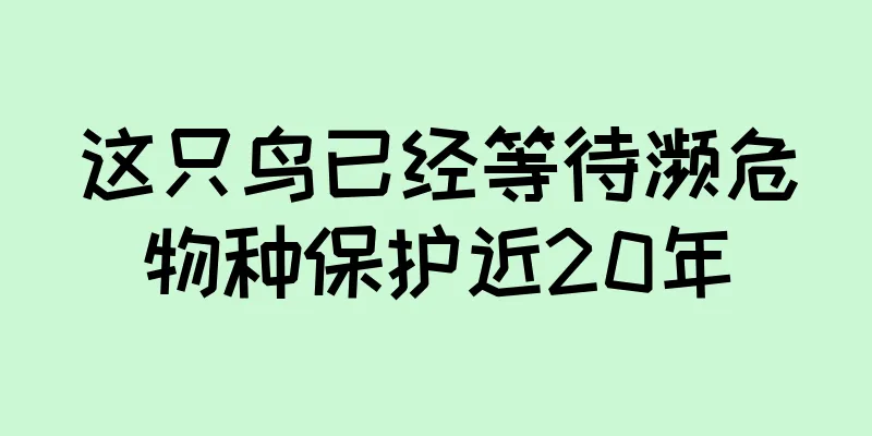 这只鸟已经等待濒危物种保护近20年
