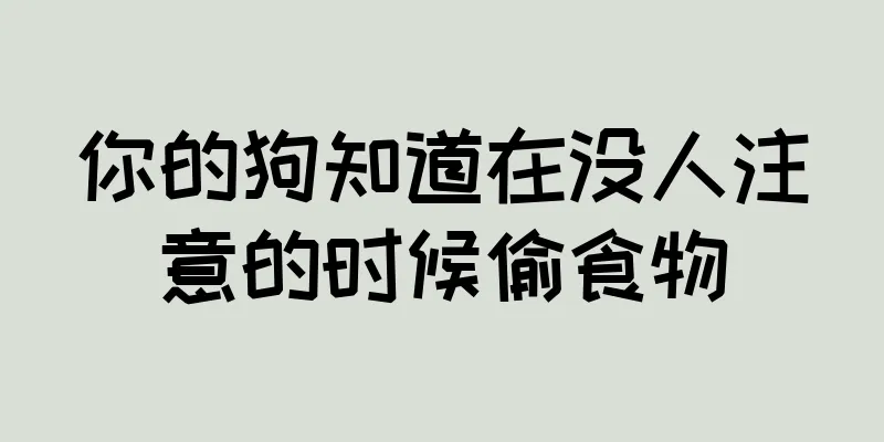 你的狗知道在没人注意的时候偷食物