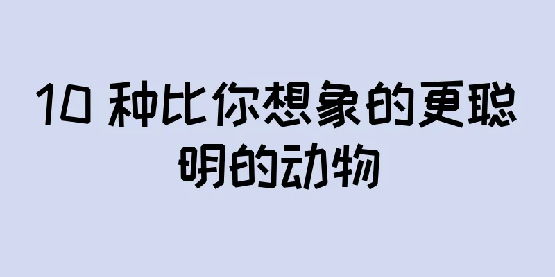 10 种比你想象的更聪明的动物
