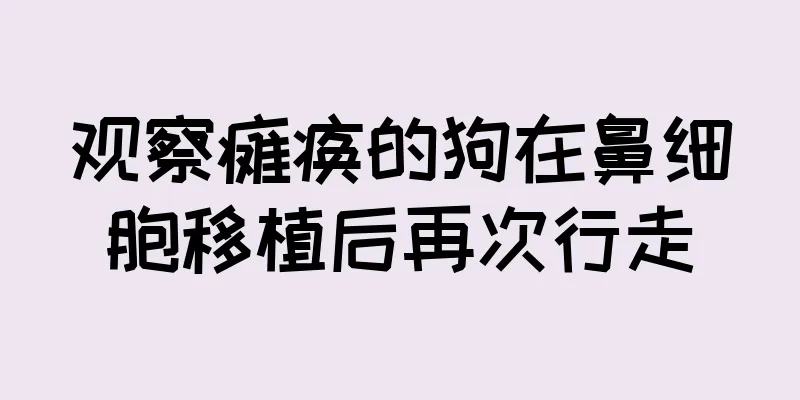观察瘫痪的狗在鼻细胞移植后再次行走