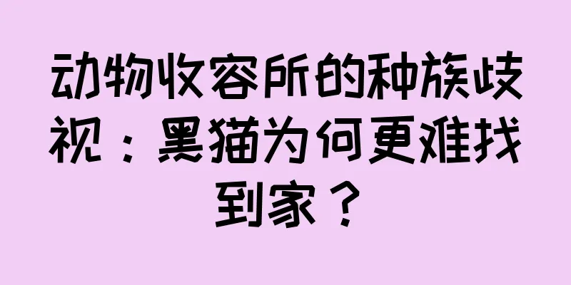 动物收容所的种族歧视：黑猫为何更难找到家？