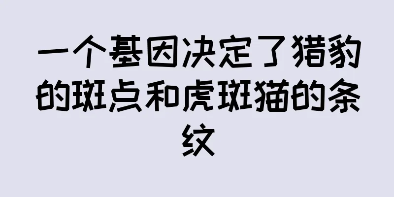 一个基因决定了猎豹的斑点和虎斑猫的条纹