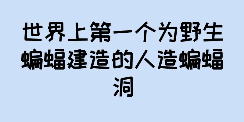 世界上第一个为野生蝙蝠建造的人造蝙蝠洞