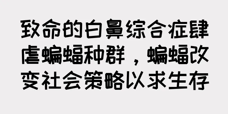致命的白鼻综合症肆虐蝙蝠种群，蝙蝠改变社会策略以求生存