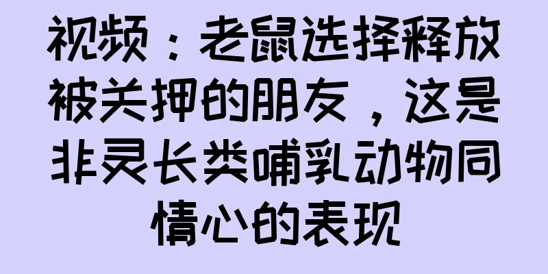 视频：老鼠选择释放被关押的朋友，这是非灵长类哺乳动物同情心的表现