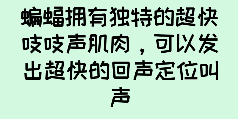 蝙蝠拥有独特的超快吱吱声肌肉，可以发出超快的回声定位叫声