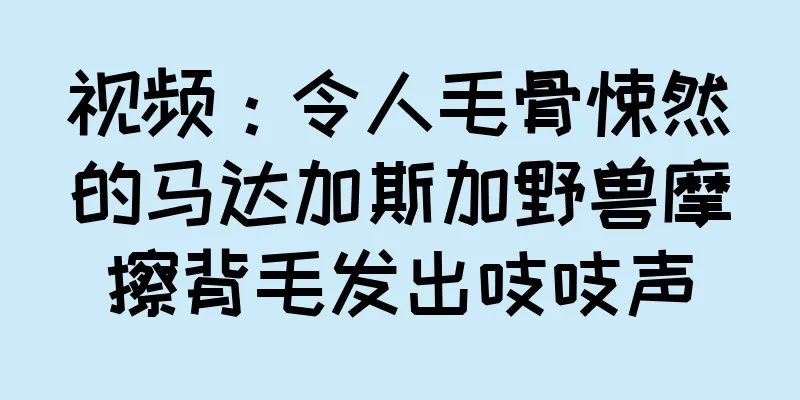 视频：令人毛骨悚然的马达加斯加野兽摩擦背毛发出吱吱声