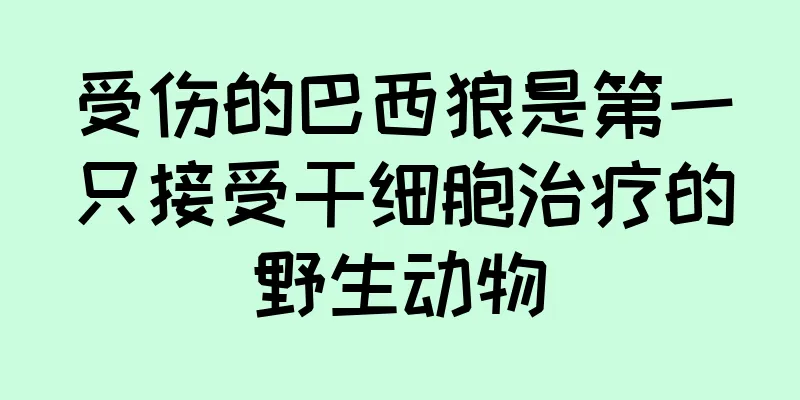 受伤的巴西狼是第一只接受干细胞治疗的野生动物
